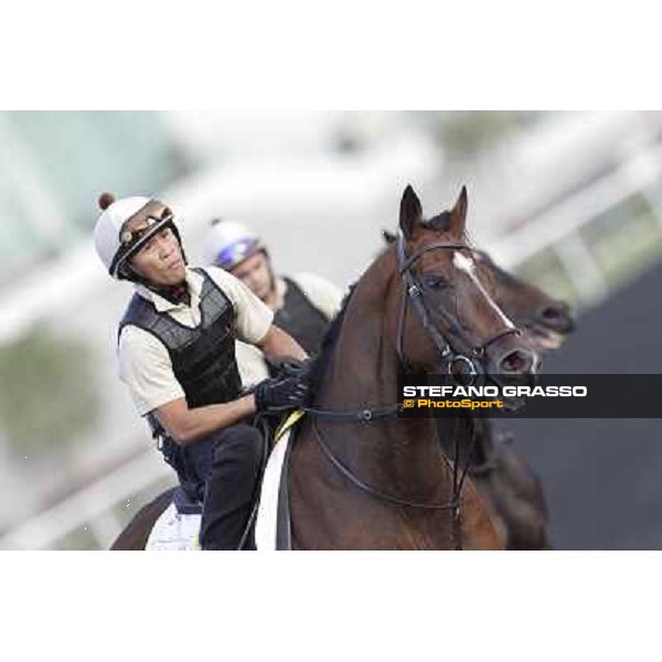 Morning track works - Presvis Dubai, Meydan racecourse - 30th march 2012 ph.Stefano Grasso