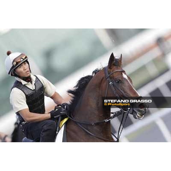 Morning track works - Presvis Dubai, Meydan racecourse - 30th march 2012 ph.Stefano Grasso