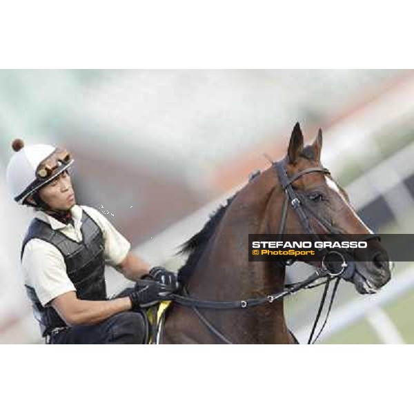 Morning track works - Presvis Dubai, Meydan racecourse - 30th march 2012 ph.Stefano Grasso