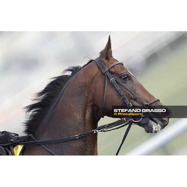 Morning track works - Presvis Dubai, Meydan racecourse - 30th march 2012 ph.Stefano Grasso