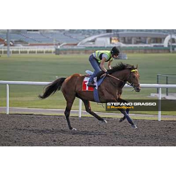 Morning track works - Joshua Tree Dubai, Meydan racecourse - 30th march 2012 ph.Stefano Grasso