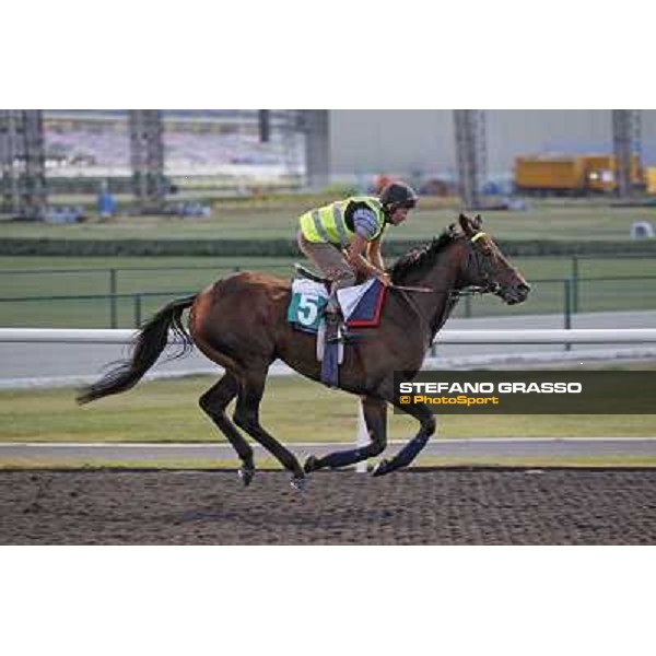 Morning track works - Jakkalberry Dubai, Meydan racecourse - 30th march 2012 ph.Stefano Grasso