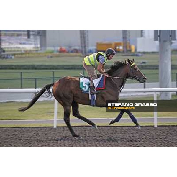 Morning track works - Jakkalberry Dubai, Meydan racecourse - 30th march 2012 ph.Stefano Grasso