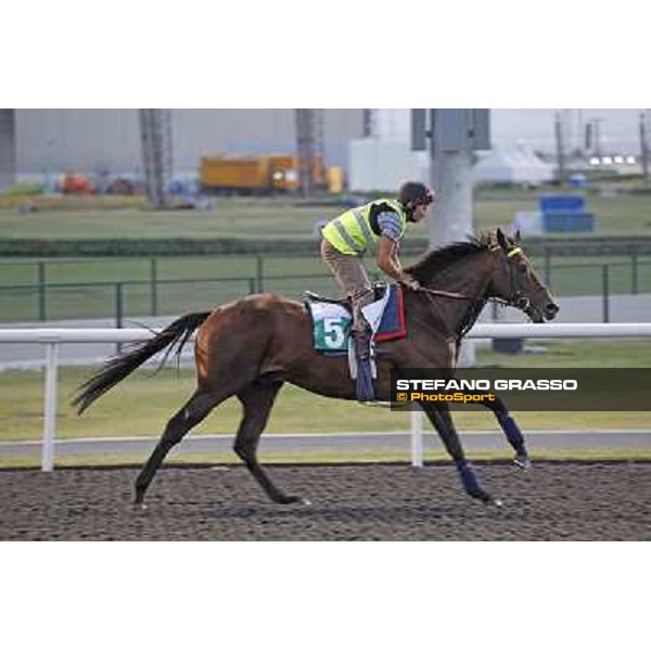 Morning track works - Jakkalberry Dubai, Meydan racecourse - 30th march 2012 ph.Stefano Grasso