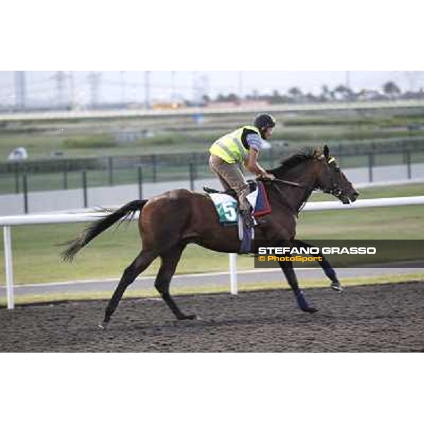 Morning track works - Jakkalberry Dubai, Meydan racecourse - 30th march 2012 ph.Stefano Grasso