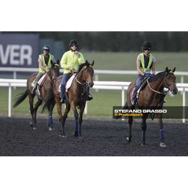 Morning track works - Joshua Tree,Planteur and Jakkalberry Dubai, Meydan racecourse - 30th march 2012 ph.Stefano Grasso