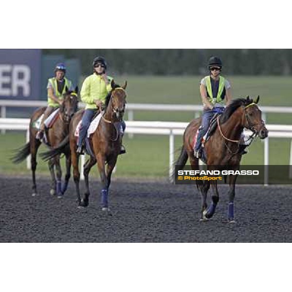 Morning track works - Joshua Tree,Planteur and Jakkalberry Dubai, Meydan racecourse - 30th march 2012 ph.Stefano Grasso