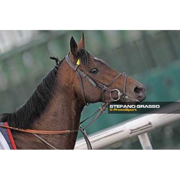 Morning track works - Jakkalberry Dubai, Meydan racecourse - 30th march 2012 ph.Stefano Grasso