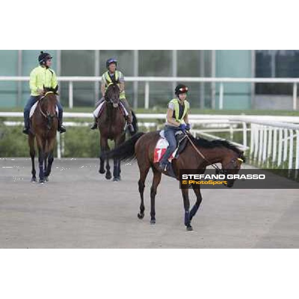 Morning track works - Joshua Tree, Planteur and Jakkalberry Dubai, Meydan racecourse - 30th march 2012 ph.Stefano Grasso