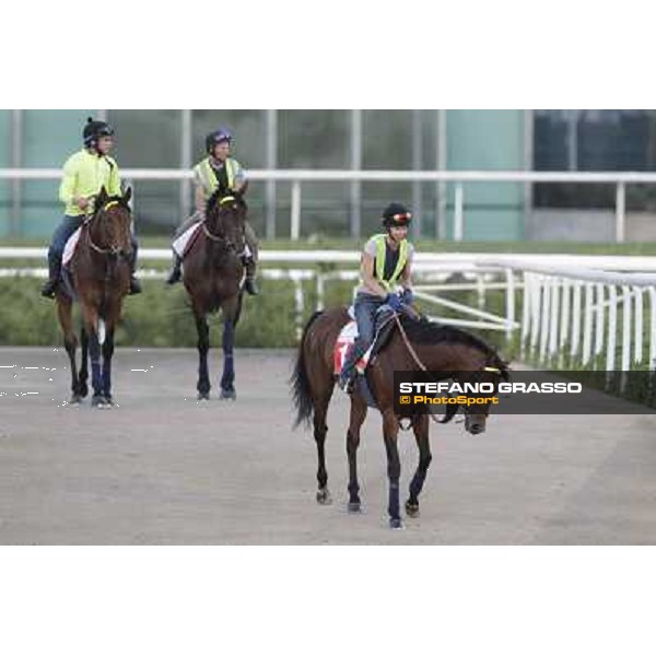 Morning track works - Joshua Tree, Planteur and Jakkalberry Dubai, Meydan racecourse - 30th march 2012 ph.Stefano Grasso