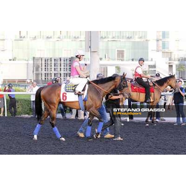 Morning track works - Chantal Sutherland and Game on Dude Dubai, Meydan racecourse - 30th march 2012 ph.Stefano Grasso