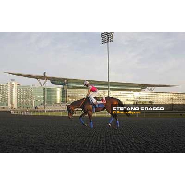 Morning track works - Chantal Sutherland and Game on Dude Dubai, Meydan racecourse - 30th march 2012 ph.Stefano Grasso