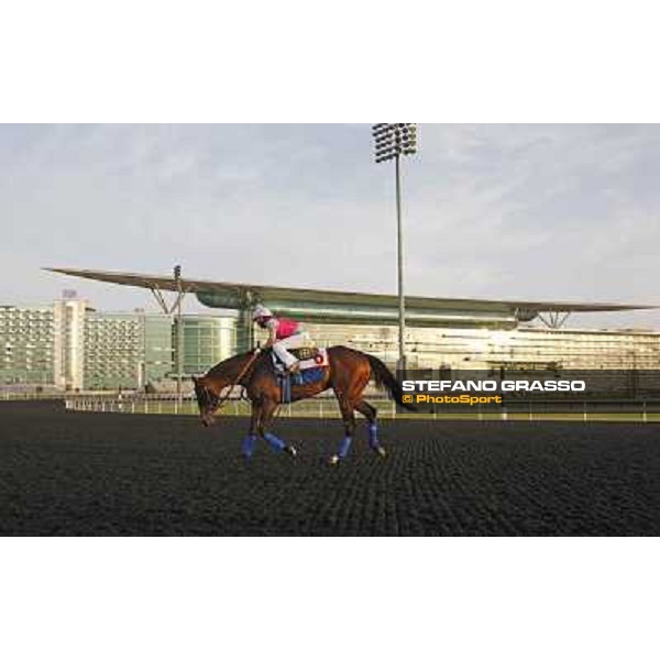 Morning track works - Chantal Sutherland and Game on Dude Dubai, Meydan racecourse - 30th march 2012 ph.Stefano Grasso