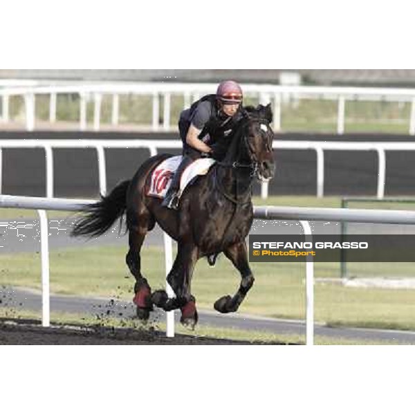 Morning track works - So You Think Dubai, Meydan racecourse - 30th march 2012 ph.Stefano Grasso