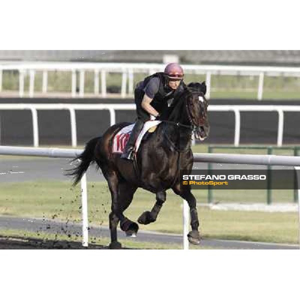 Morning track works - So You Think Dubai, Meydan racecourse - 30th march 2012 ph.Stefano Grasso