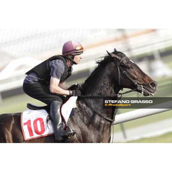 Morning track works - So You Think Dubai, Meydan racecourse - 30th march 2012 ph.Stefano Grasso