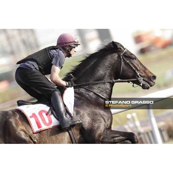 Morning track works - So You Think Dubai, Meydan racecourse - 30th march 2012 ph.Stefano Grasso