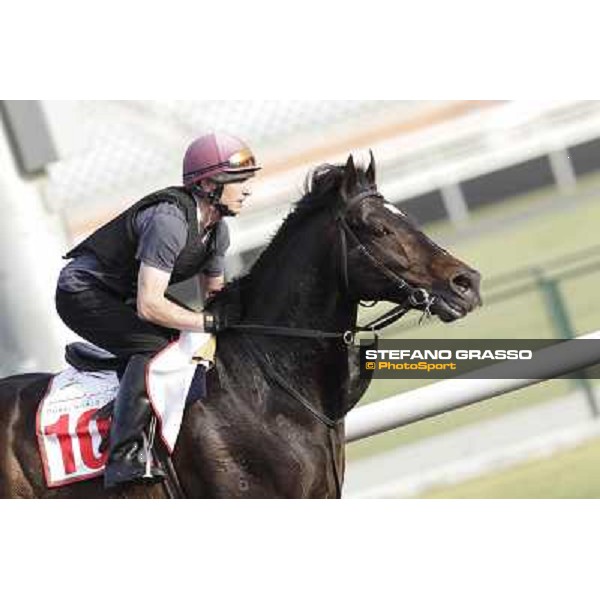 Morning track works - So You Think Dubai, Meydan racecourse - 30th march 2012 ph.Stefano Grasso