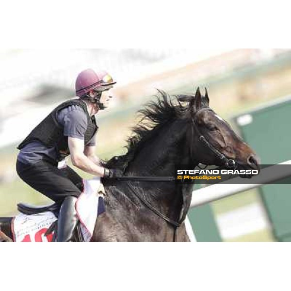 Morning track works - So You Think Dubai, Meydan racecourse - 30th march 2012 ph.Stefano Grasso