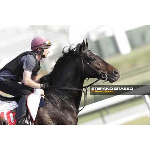 Morning track works - So You Think Dubai, Meydan racecourse - 30th march 2012 ph.Stefano Grasso