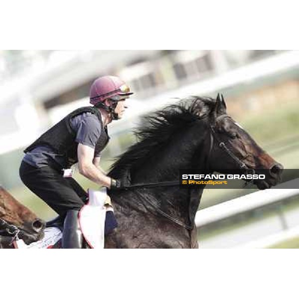 Morning track works - So You Think Dubai, Meydan racecourse - 30th march 2012 ph.Stefano Grasso