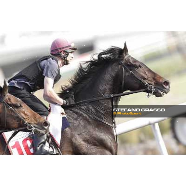 Morning track works - So You Think Dubai, Meydan racecourse - 30th march 2012 ph.Stefano Grasso