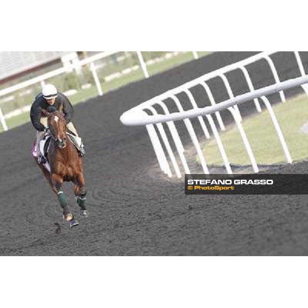 Balade Sale Morning track works Dubai, Meydan racecourse - 30th march 2012 ph.Stefano Grasso