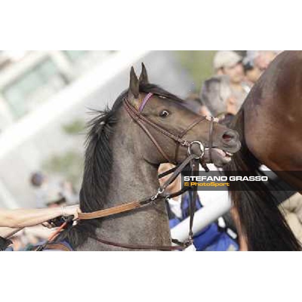 Lucky Chappy Morning track works Dubai, Meydan racecourse - 30th march 2012 ph.Stefano Grasso