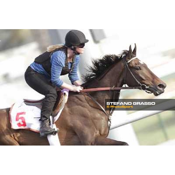 Royal Delta Morning track works Dubai, Meydan racecourse - 30th march 2012 ph.Stefano Grasso