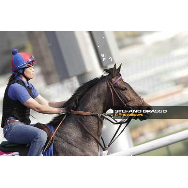 Lucky Chappy Morning track works Dubai, Meydan racecourse - 30th march 2012 ph.Stefano Grasso