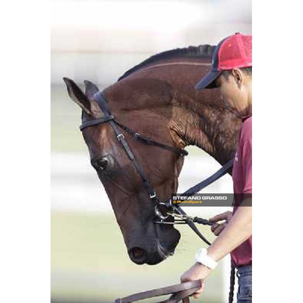 Rocket Man Morning track works Dubai, Meydan racecourse - 30th march 2012 ph.Stefano Grasso