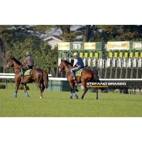 Membership, Roy Nicholson (runs in the Capital Stakes on saturday at Tokyo racecourse) and main UK hope Warrsan, De Reap, get their first feel of the track this morning 24-11-04