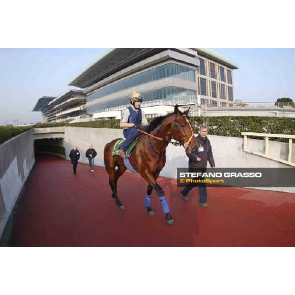 Emerging from the maze of undergound tunnels, Warrsan (Des Reap up) with Clive Brittain after a morning canter today at Fuchu pic Bill Selwyn. 26-11-04