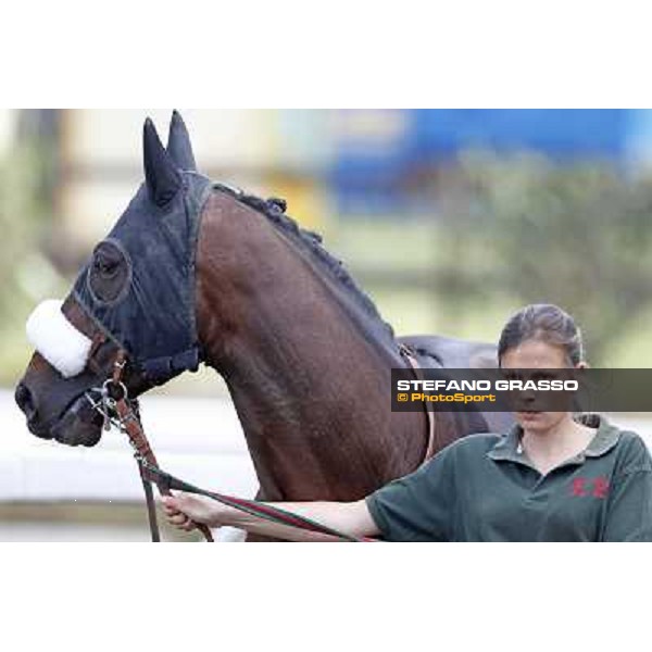 Blu Constellation parades with his groom before the race Rome - Capannelle Racecourse, 6th april 2012 ph.Stefano Grasso
