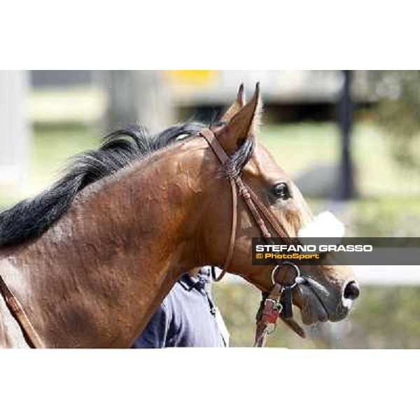 Touch of Luck Rome - Capannelle Racecourse, 6th april 2012 ph.Stefano Grasso