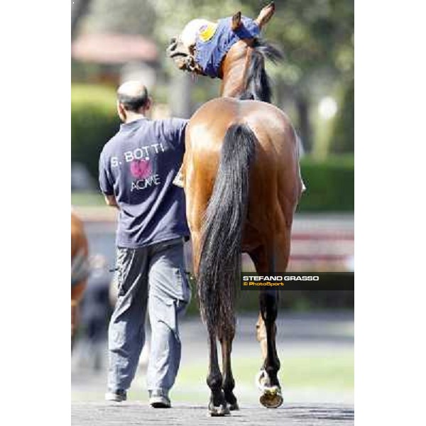 Touch of Luck Rome - Capannelle Racecourse, 6th april 2012 ph.Stefano Grasso