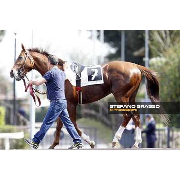 Il Supremo Rome - Capannelle Racecourse, 6th april 2012 ph.Stefano Grasso