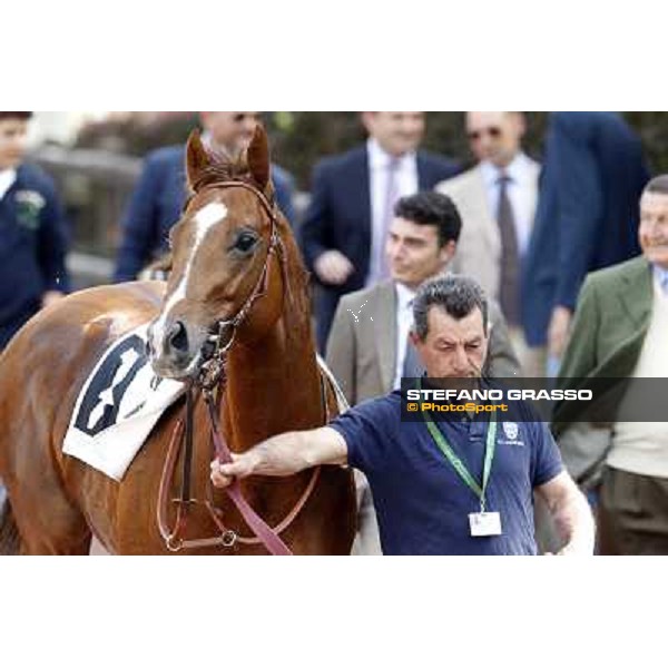 Il Supremo Rome - Capannelle Racecourse, 6th april 2012 ph.Stefano Grasso