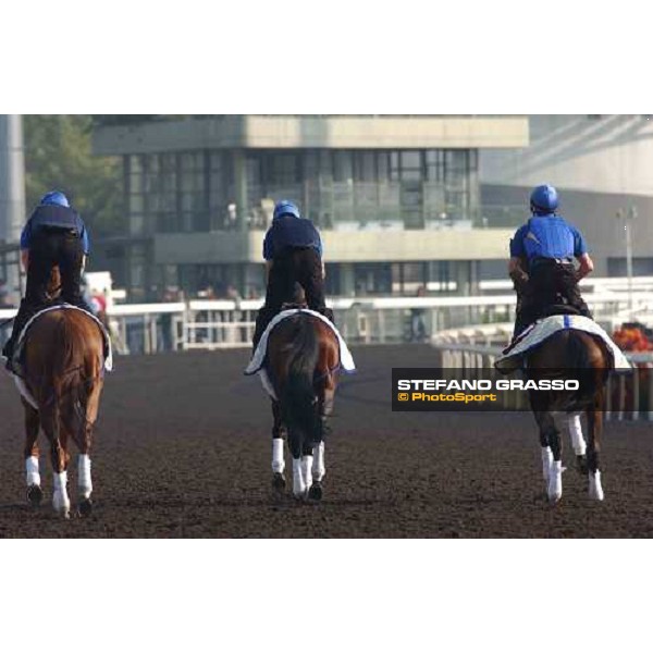 Ancient World, Firebreak and Sights on gold Sha Tin - morning Works Hong Kong 9th dec. 2004 ph. Stefano Grasso