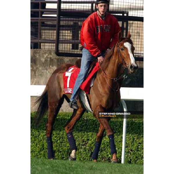 Latice Sha Tin - morning works Hong Kong 9th dec. 2004 ph. Stefano Grasso