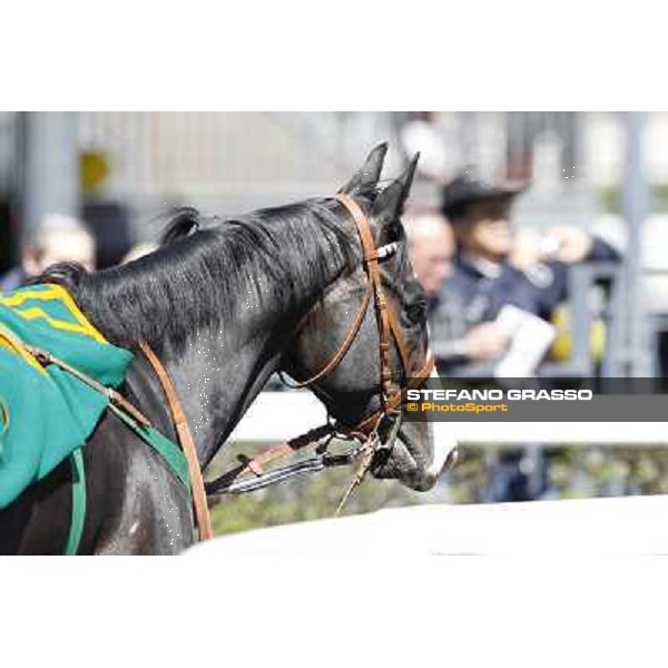 Vedelago walks in the paddock before the start of Premio Daumier Rome - Capannelle racecourse, 9th april 2012 photo Stefano Grasso