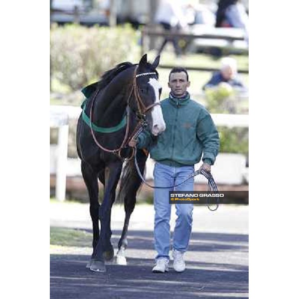 Vedelago walks in the paddock before the start of Premio Daumier Rome - Capannelle racecourse, 9th april 2012 photo Stefano Grasso