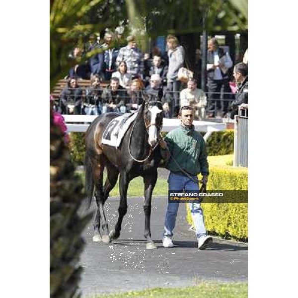 Vedelago walks in the paddock before the start of Premio Daumier Rome - Capannelle racecourse, 9th april 2012 photo Stefano Grasso