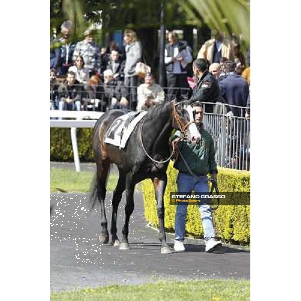 Vedelago walks in the paddock before the start of Premio Daumier Rome - Capannelle racecourse, 9th april 2012 photo Stefano Grasso