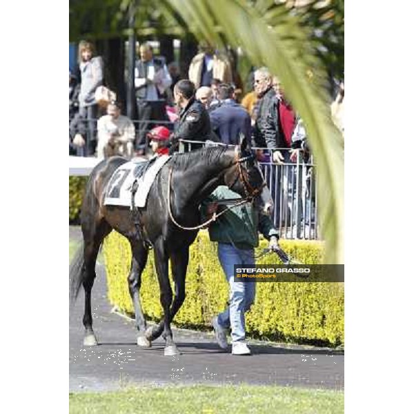 Vedelago walks in the paddock before the start of Premio Daumier Rome - Capannelle racecourse, 9th april 2012 photo Stefano Grasso