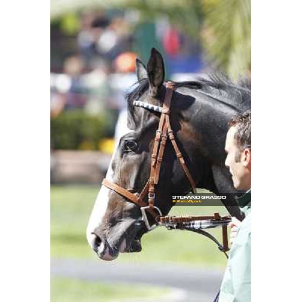 Vedelago walks in the paddock before the start of Premio Daumier Rome - Capannelle racecourse, 9th april 2012 photo Stefano Grasso