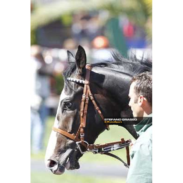 Vedelago walks in the paddock before the start of Premio Daumier Rome - Capannelle racecourse, 9th april 2012 photo Stefano Grasso