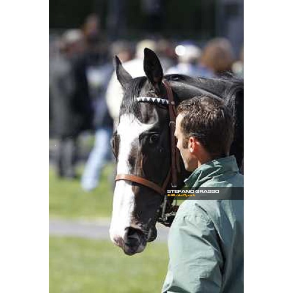 Vedelago walks in the paddock before the start of Premio Daumier Rome - Capannelle racecourse, 9th april 2012 photo Stefano Grasso