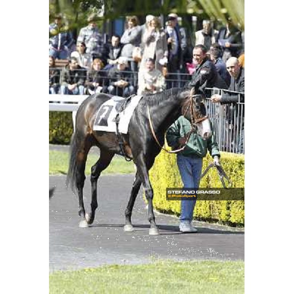 Vedelago walks in the paddock before the start of Premio Daumier Rome - Capannelle racecourse, 9th april 2012 photo Stefano Grasso