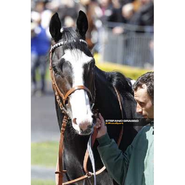 Vedelago walks in the paddock before the start of Premio Daumier Rome - Capannelle racecourse, 9th april 2012 photo Stefano Grasso